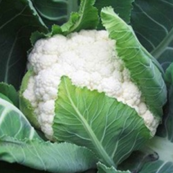 Kalafior Bering F1 2500 nasion st